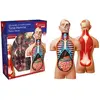 MGM - Explora - Anatomie torse humain - Experience anatomie