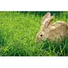 Centrale Brico Grillage Hexagonal plastifié IDEAL GARDEN 13mm 0.5x3m vert