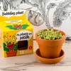 RADIS ET CAPUCINE Pot avec coupelle - Plante qui pétille - 8 cm
