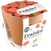 Pot Terre Cuite Antique - Fraisier