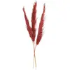 Atmosphera - Set de 3 Fleurs séchées Pampa Naturelle - H110 cm