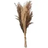 ATMOSPHERA Bouquet de Fleurs Séchées "Pampa" 58cm Naturel Beige