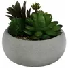 Plante grasse en pot ciment 10cm - Couleur vert anis/gris