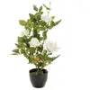 Rosier en pot - Atmosphera - H50 - Blanc - Rond - Plastique