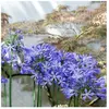 BELLEVUE DISTRIBUTION Agapanthe africanus/Pot de 7,5L - 40/60 cm