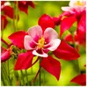 3 Ancolies 'crimson Star' (aquilegia 'crimson Star')