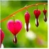 2 Coeurs de Marie Rose (Dicentra Spectabilis) - Vendu par 2