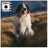 Dognip S8Jfou (Interprète) Vinyle album