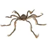 Araignée avec ventouse 60cm