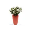 Parrot Pot Rouge Brique