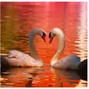 Puzzle Grafika Cygnes - 1000 pièces Puzzle adulte