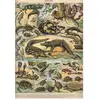 Grafika Puzzle Nouveau Larousse Illustré Reptilien 1000 Teile Karton