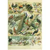 Grafika Illustration du Nouveau Larousse Illustr  : Oiseaux, XIX  Si cle