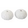 Lot de 2 squelettes d'Oursin blancs décos 4cm en résine