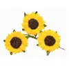 12 Fleurs des champs blanche