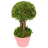 Petit Arbuste vert dans pot 21,5 cm