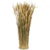 Botte Ronde de Lagurus naturel 55cm