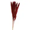 BOUQUET 6 TIGES HERBE DE PAMPA BRUN 65-75CM  Marron, Chocolat