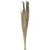 Bouquet de Pampa - JOUR DE FETE - 250 g - 110 cm - Fleurs séchées - Décoration intérieure