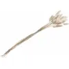 Chaks BOUQUET 25 TIGES LAGURUS SÉCHÉS 50-60CM BLANC Blanc