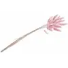 BOUQUET 25 TIGES LAGURUS SÉCHÉS 50-60CM ROSE Rose