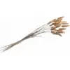 BOUQUET 25 TIGES LAGURUS SÉCHÉS 50-60CM NATUREL  Beige, Ivoire, Crème, Écru, Naturel, Taupe