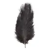 Chaks 0718-10, Sachet de 2 Plumes d'Autruche 30-35cm, Noir
