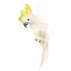 PERROQUET BLANC CRÊTE JAUNE 11X45CM  Blanc / Jaune