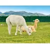 Smartbox - Coffret Cadeau Découverte des animaux-Multi-thèmes
