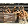 Smartbox Coffret Cadeau - Journée fascinante au Parc Zoologique de Paris pour 1 adulte et 2 enfants- Sport & Aventure