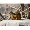 Smartbox - Coffret Cadeau Activité en famille : entrée pour 2 adultes et 1 enfant au Parc Zoologique de Paris-Sport & Aventure