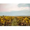Coffret Cadeau - Visite et dégustation de vins en duo près de Versaill...