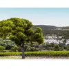 Smartbox - Coffret Cadeau Box onologie : 6 bouteilles de vin rosé livr...