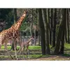 Smartbox Coffret Cadeau - Journée zoo en duo : 2 entrées adultes pour ...