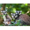 Smartbox Coffret Cadeau - Journée zoo en famille pour 1 adulte et 2 en...
