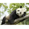 ZooParc de Beauval 2026: entrées 2 adulte et 1 enfant (2 journées)