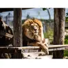 Coffret Cadeau - Tanière Zoo Refuge : immersion avec les carnivores ou...