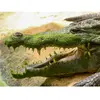 Smartbox - Coffret Cadeau Journée en famille près de Montélimar : entrées pour La Ferme aux Crocodiles pour 2 adultes et 1 enfant-Sport & Aventure