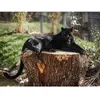 Smartbox - Coffret Cadeau 2 entrées adulte pour la Tanière Zoo Refuge près de Chartres-Multi-thèmes