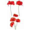 STC Sticker vitre Coquelicots