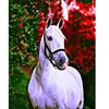 Peinture au numéro : Cheval et fond coloré - sans châssis en bois