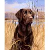 Peinture au numéro : Chien labrador - toile tendue sur châssis