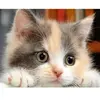 Figured’Art Diamond Painting Broderie Diamant 40x50cm Toile Entière Roulée avec Strass Perles Carrés - Petit Chat curieux - Kit Complet Animaux 5D DIY Activité Manuelle Loisirs Créatifs Adultes