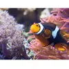 Coffret Cadeau - Visite de l'Aquarium Sea Life de Val d'Europe- Sport ...