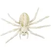 Squelette d'Araignée 25cm