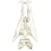 Squelette de chauve souris 27 cm