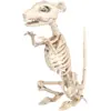 SQUELETTE DE RAT - 33CM