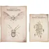 Set de deux affiches Cabinet des curiosités Animaux