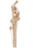Bouquet de Chardons séchés Naturel 60 cm