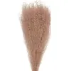 Party Pro 333FS7, Bouquet de 10 Pampas light brun naturel 60 cm